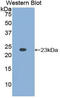 Laminin Subunit Alpha 5 antibody, LS-C295083, Lifespan Biosciences, Western Blot image 