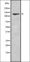 HLA class I histocompatibility antigen, A-1 alpha chain antibody, orb337354, Biorbyt, Western Blot image 