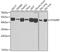 STAM Binding Protein antibody, GTX33524, GeneTex, Western Blot image 