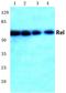 REL Proto-Oncogene, NF-KB Subunit antibody, AP06306PU-N, Origene, Western Blot image 