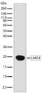 LIM Domain Only 2 antibody, 710187, Invitrogen Antibodies, Western Blot image 