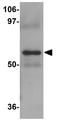NABC1 antibody, GTX31800, GeneTex, Western Blot image 