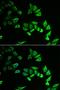 Sestrin 3 antibody, orb373280, Biorbyt, Immunocytochemistry image 