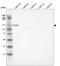 Laminin Subunit Alpha 3 antibody, AMAb91123, Atlas Antibodies, Western Blot image 