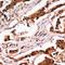 Translocase Of Inner Mitochondrial Membrane 10B antibody, orb412750, Biorbyt, Immunohistochemistry paraffin image 