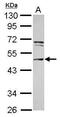 Centrosomal Protein 55 antibody, PA5-29454, Invitrogen Antibodies, Western Blot image 