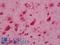 Forkhead Box G1 antibody, LS-B12665, Lifespan Biosciences, Immunohistochemistry paraffin image 