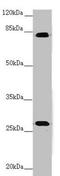 Midline 2 antibody, LS-C676043, Lifespan Biosciences, Western Blot image 