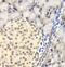 Pro-Apoptotic WT1 Regulator antibody, FNab06166, FineTest, Immunohistochemistry paraffin image 