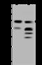 UDP-Glucose Pyrophosphorylase 2 antibody, 204339-T44, Sino Biological, Western Blot image 