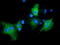 Rho GTPase Activating Protein 25 antibody, TA501750, Origene, Immunofluorescence image 