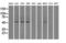 Protein Phosphatase 5 Catalytic Subunit antibody, M04723-1, Boster Biological Technology, Western Blot image 