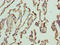 Nicolin 1 antibody, LS-C397507, Lifespan Biosciences, Immunohistochemistry paraffin image 