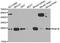 RAB1B, Member RAS Oncogene Family antibody, A7514, ABclonal Technology, Western Blot image 