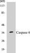 Caspase 6 antibody, EKC1087, Boster Biological Technology, Western Blot image 