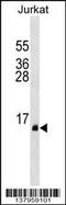 Prostate and testis expressed protein 1 antibody, 59-423, ProSci, Western Blot image 