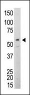 SRC-1 antibody, MA5-11173, Invitrogen Antibodies, Western Blot image 