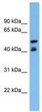 Paraoxonase 3 antibody, TA346237, Origene, Western Blot image 
