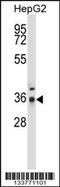 PP4 antibody, 57-248, ProSci, Western Blot image 