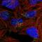 TruB Pseudouridine Synthase Family Member 1 antibody, HPA037914, Atlas Antibodies, Immunofluorescence image 