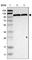 Hexokinase-1 antibody, HPA007044, Atlas Antibodies, Western Blot image 