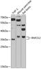 Ring Finger Protein 212 antibody, 19-091, ProSci, Western Blot image 