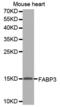 Fatty Acid Binding Protein 3 antibody, abx000908, Abbexa, Western Blot image 
