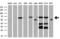Leukotriene A4 Hydrolase antibody, M02399, Boster Biological Technology, Western Blot image 