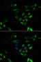 Nuclear Transport Factor 2 antibody, MBS129979, MyBioSource, Immunofluorescence image 