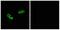 Olfactory Receptor Family 56 Subfamily A Member 3 antibody, A17562, Boster Biological Technology, Western Blot image 