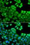 NLR Family CARD Domain Containing 4 antibody, LS-C349105, Lifespan Biosciences, Immunofluorescence image 