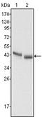 Pepsin A antibody, STJ98320, St John