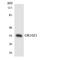 Olfactory Receptor Family 10 Subfamily Z Member 1 antibody, LS-C200318, Lifespan Biosciences, Western Blot image 