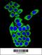 Mesoderm Development LRP Chaperone antibody, 55-956, ProSci, Immunofluorescence image 