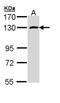 Putative RNA-binding protein 15 antibody, NBP1-31364, Novus Biologicals, Western Blot image 