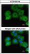 GAPDH antibody, LS-B4075, Lifespan Biosciences, Immunofluorescence image 