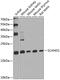 SCAN Domain Containing 1 antibody, 23-502, ProSci, Western Blot image 