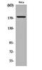 Protein LAP2 antibody, orb159512, Biorbyt, Western Blot image 