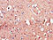 Leucine-rich repeat transmembrane neuronal protein 4 antibody, CSB-PA774813LA01HU, Cusabio, Immunohistochemistry frozen image 
