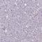 HtrA Serine Peptidase 4 antibody, HPA045402, Atlas Antibodies, Immunohistochemistry frozen image 