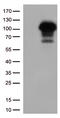 hSIRT1 antibody, CF809834, Origene, Western Blot image 