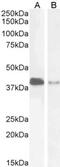 PARD6A antibody, NB300-953, Novus Biologicals, Western Blot image 