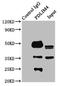 PDZ And LIM Domain 4 antibody, LS-C670594, Lifespan Biosciences, Immunoprecipitation image 