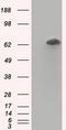 RANGAP1 antibody, TA501265, Origene, Western Blot image 