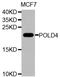 DNA Polymerase Delta 4, Accessory Subunit antibody, orb374173, Biorbyt, Western Blot image 
