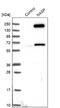 Nuclear Autoantigenic Sperm Protein antibody, NBP2-33928, Novus Biologicals, Western Blot image 