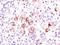 BCL2 Like 1 antibody, orb385711, Biorbyt, Immunohistochemistry paraffin image 