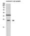 60S ribosomal protein L10 antibody, A04190-1, Boster Biological Technology, Western Blot image 