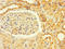 G Protein-Coupled Receptor 82 antibody, LS-C397323, Lifespan Biosciences, Immunohistochemistry paraffin image 