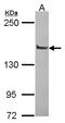 PTPRF Interacting Protein Alpha 1 antibody, LS-C186394, Lifespan Biosciences, Western Blot image 